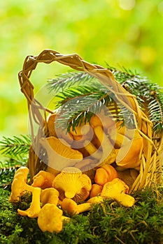 Chanterelle mushrooms