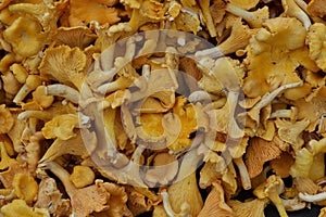 Chanterelle mushrooms