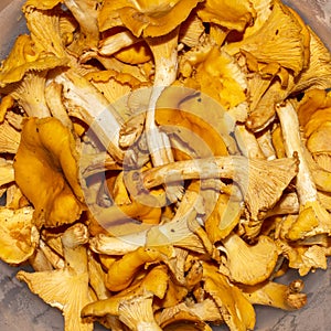 Chanterelle mushrooms background.Forest chanterelle mushrooms.Raw chanterelle mushrooms