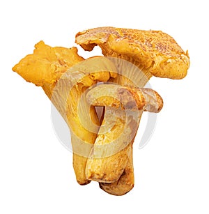 Chanterelle mushrooms isolated on white background