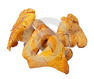 Chanterelle mushrooms isolated on white background