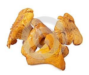 Chanterelle mushrooms isolated on white background