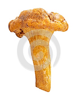 Chanterelle mushrooms isolated on white background