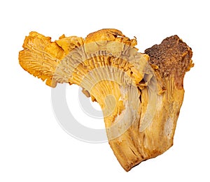 Chanterelle mushrooms isolated on white background