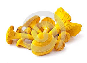 Chanterelle