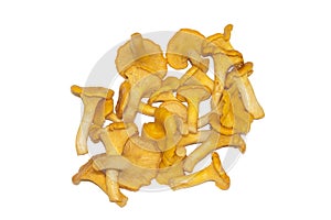 Chanterelle mushrooms isolated on a white background