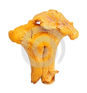 Chanterelle mushrooms isolated on white background photo