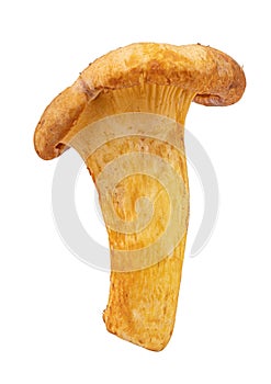 Chanterelle mushrooms isolated on white background photo