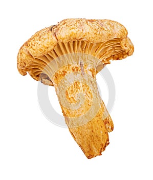 Chanterelle mushrooms isolated on white background photo