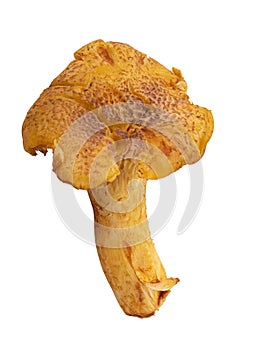 Chanterelle mushrooms isolated on white background photo