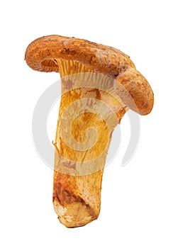 Chanterelle mushrooms isolated on white background photo