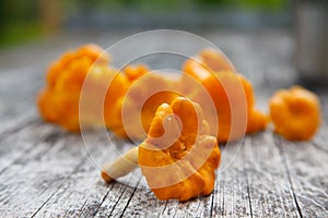 Chanterelle mushrooms on the table