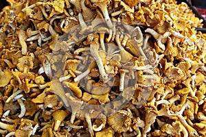 Chanterelles