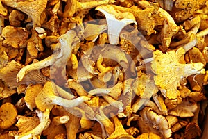 Chanterelles