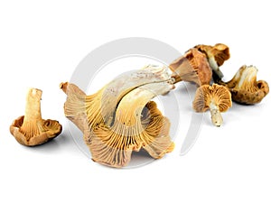 Chanterelles