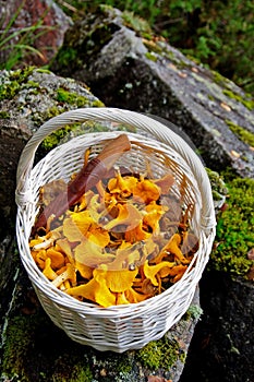 Chanterelles in a basket