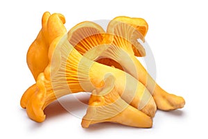 Chanterelles (Cantahrellus cibarius), paths