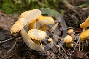 Chanterelles close up