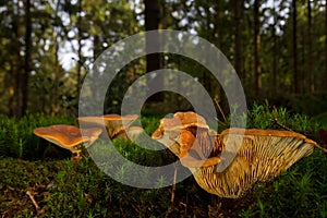 Chanterelles in forest