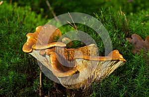 Chanterelles in forest