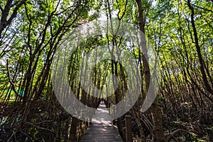 Wooden bridge walkway at Kung krabaen bay Mangrove forest at chanthaburi city thailand