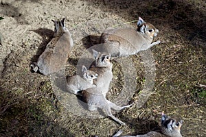 Chaoka Mara with a family of small rodents