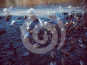 Chaos at the Duck Pond Feeding Frenzy