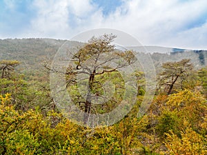 Chaos of Montpellier-le-Vieux in Cevennes National Park, France