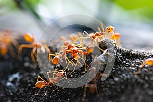 The chaos that occurred on their way back to their nests