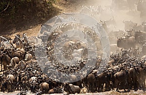 Chaos of  Wildebeests and Zebra while crossing  Mara river