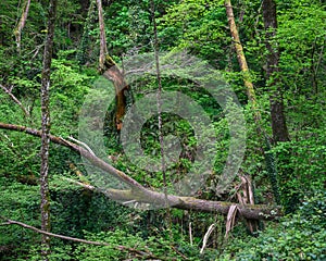 Chaotic aspect of a forest with broken trees and undergrowth