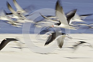 Chaotic flight fo the black skimmer