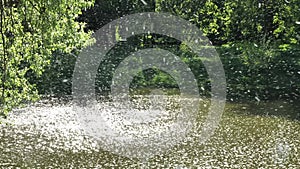 Chaotic movement of poplar fluff in the air over the river.