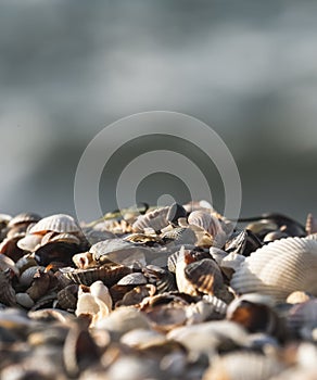 Chaotically abstractly scattered shells lying shells on the beach of the sea coast of the Black Sea