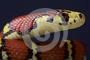 Chapa ratsnake / Archelaphe bella chapaensis photo