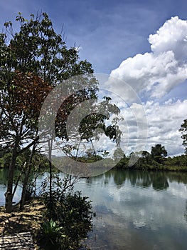 Typical vegetation of cerrado photo