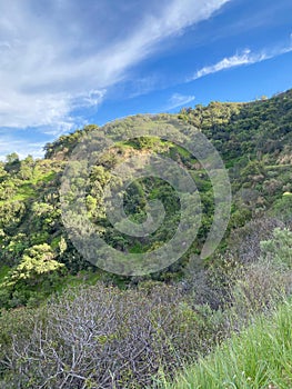 Chaparral hillside with brush and green bushes