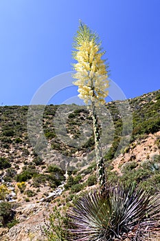 Chaparral Yucca Hesperoyucca whipplei blooming in the mountains, Angeles National Forest; Los Angeles county, California