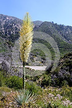 Chaparral Yucca Hesperoyucca whipplei blooming in the mountains, Angeles National Forest; Los Angeles county, California
