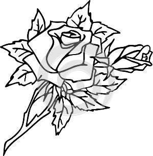 chape contour line drawing of a branch of a blooming rose, isolated element photo