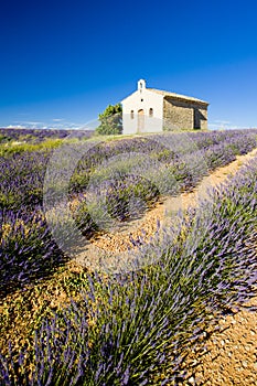 Chapel with lavender field