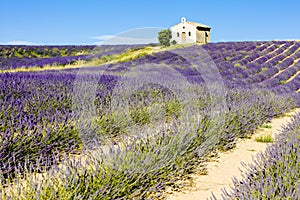 Chapel with lavender field