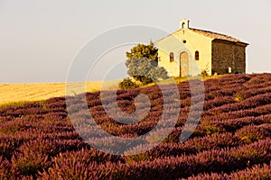 Chapel with lavender field