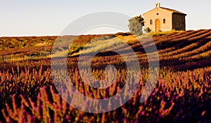 Chapel with lavender field