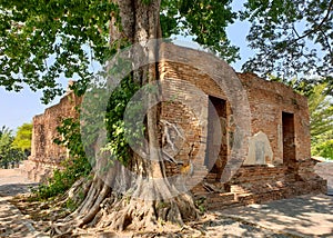 The chapel leaving only a brick wall is covered with trees and roots