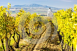 chapel with vineyard near Velke Bilovice, Czech Republic