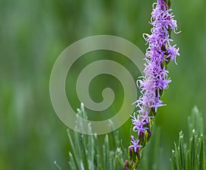 Chapman`s blazing star Liatris chapmanii in selective focus with blurred natural green background