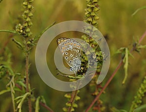 Chapman`s blue butterfly Polyommatus thersites