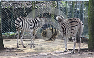 Chapman`s zebra