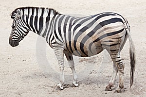 Chapman`s zebra Equus quagga chapmani.